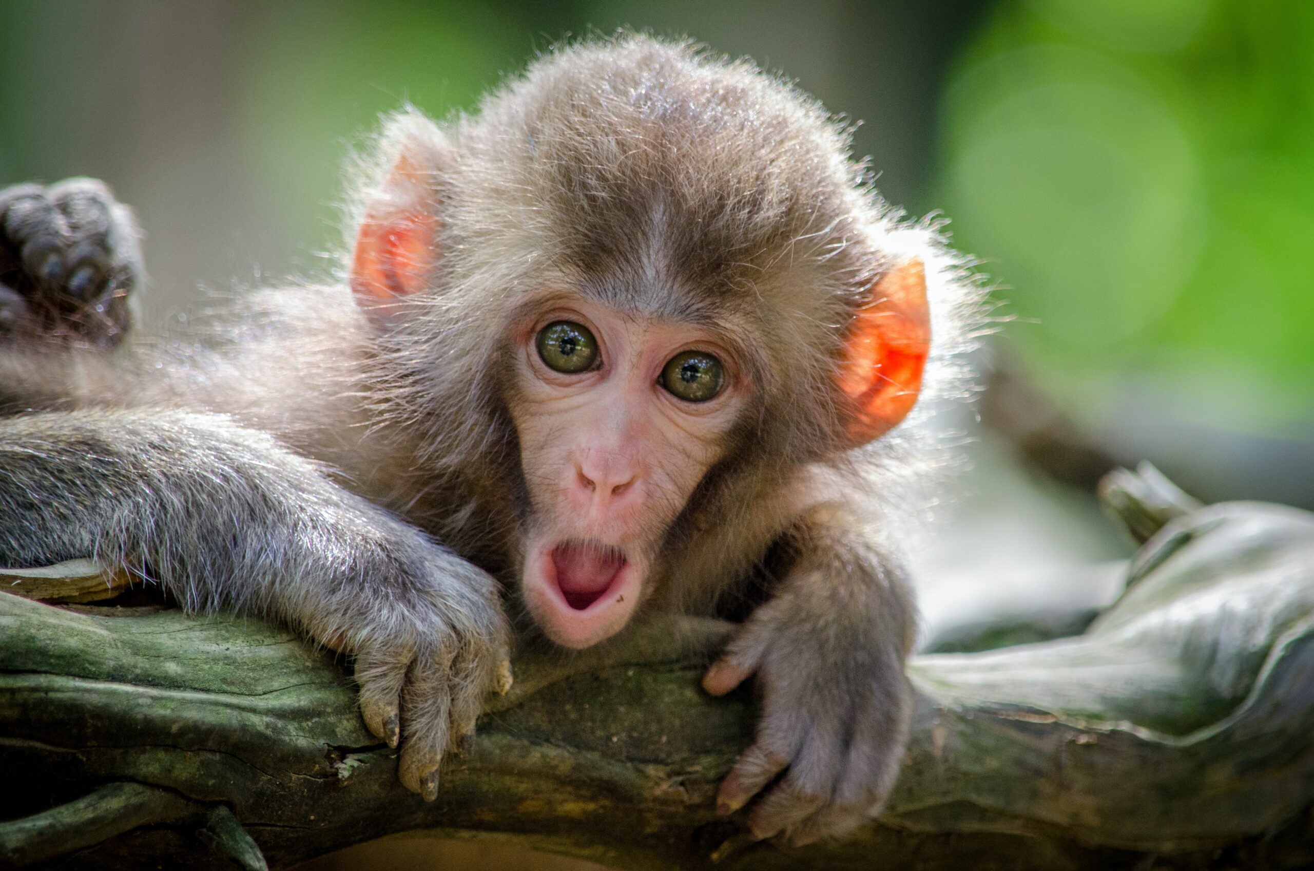 Picture of a surprised or excited monkey by jamie-haughton-Z05GiksmqYU-unsplash